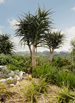 Aloes barberae