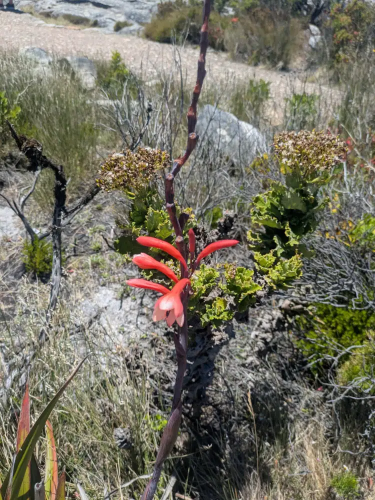 Cyrtanthus ventricosus