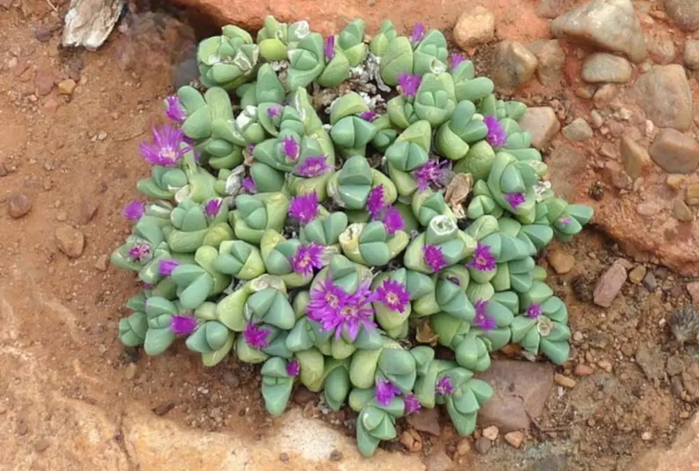 gibbaeum angulipes