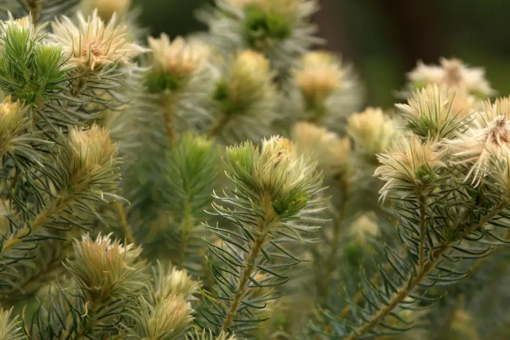 Retzia capensis