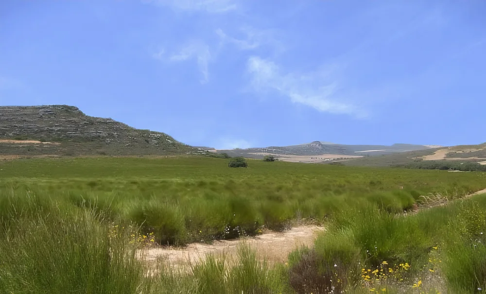 Plantacja herbaty rooibos