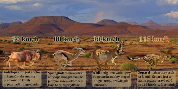 Porównanie prędkości zwierząt z gepardem