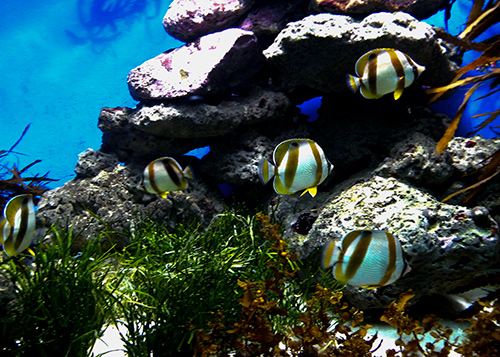 Oceanarium na kapsztadzkim Waterfront