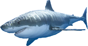 Żarłacz Biały
